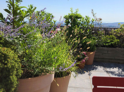 Projet d'aménagement extérieur - Landscape Paysagiste