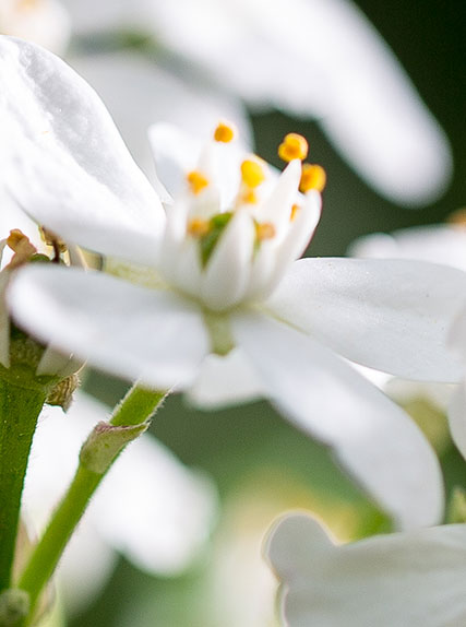 Plan de plantations pour votre jardin